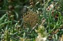 Argiope_trifasciata_D3266_Z_82_Valle Gran Rey_Spanje
